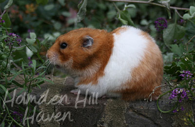 Fergie- Golden Tortoiseshell and White (Banded) Longhaired